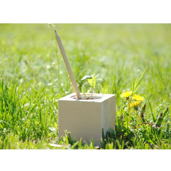 Набор Цветущих Карандашей Ecocube Чайный Набор (4 шт.)