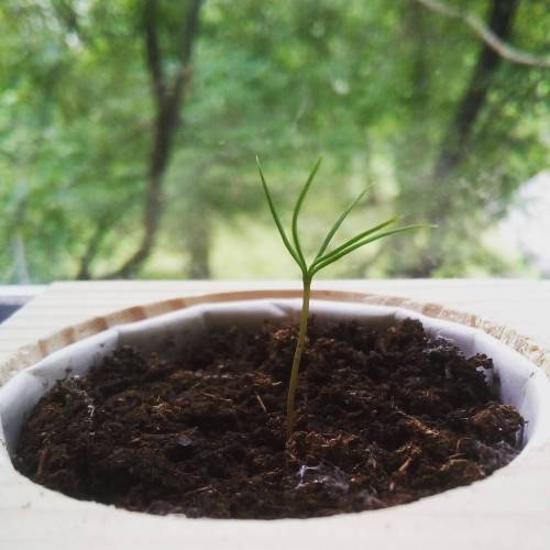 Экокуб Голубая Сосна