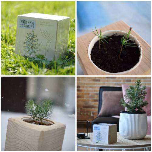 Экокуб Голубая Сосна