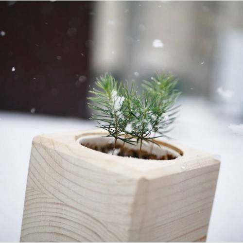 Экокуб Голубая Сосна