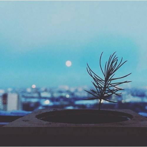 Экокуб Голубая Сосна