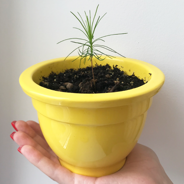 Экокуб Голубая Сосна