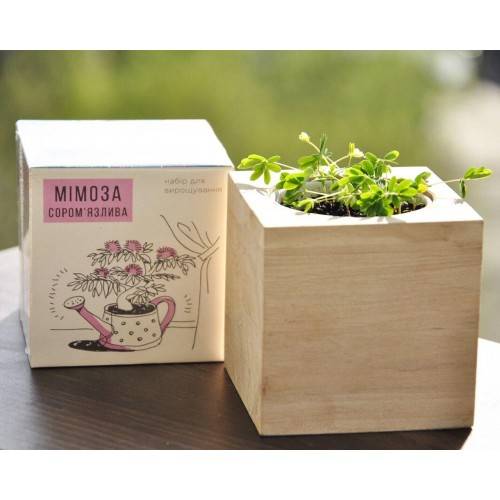Экокуб Мимоза Стыдливая