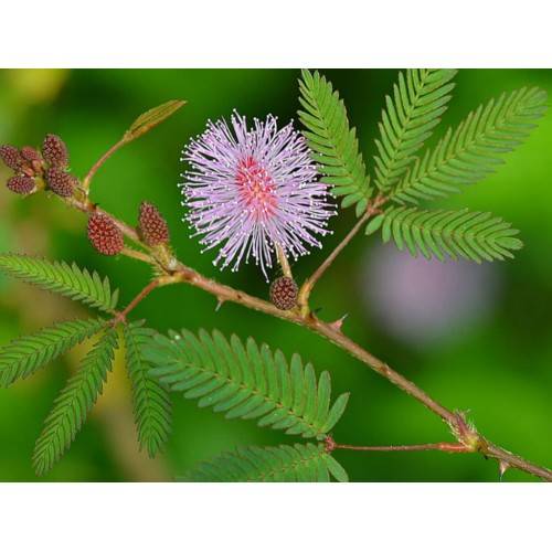 Экокуб Мимоза Стыдливая