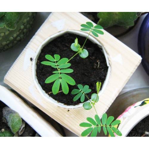 Экокуб Мимоза Стыдливая