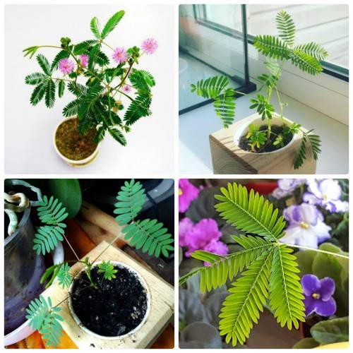 Экокуб Мимоза Стыдливая