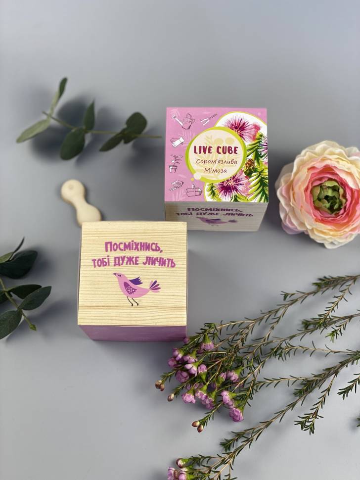 Набор для выращивания Live Cube Мимоза Стыдливая