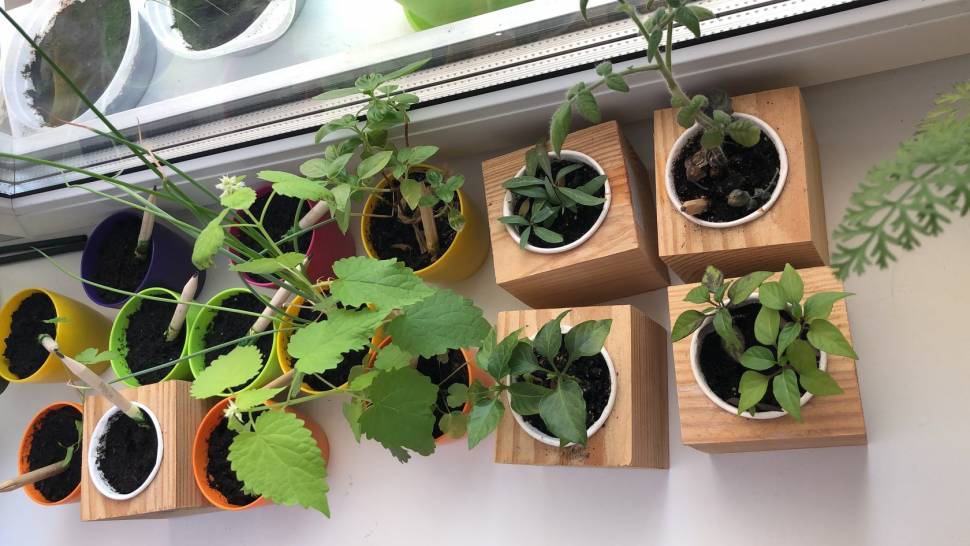 Набор для выращивания Live Cube Мимоза Стыдливая