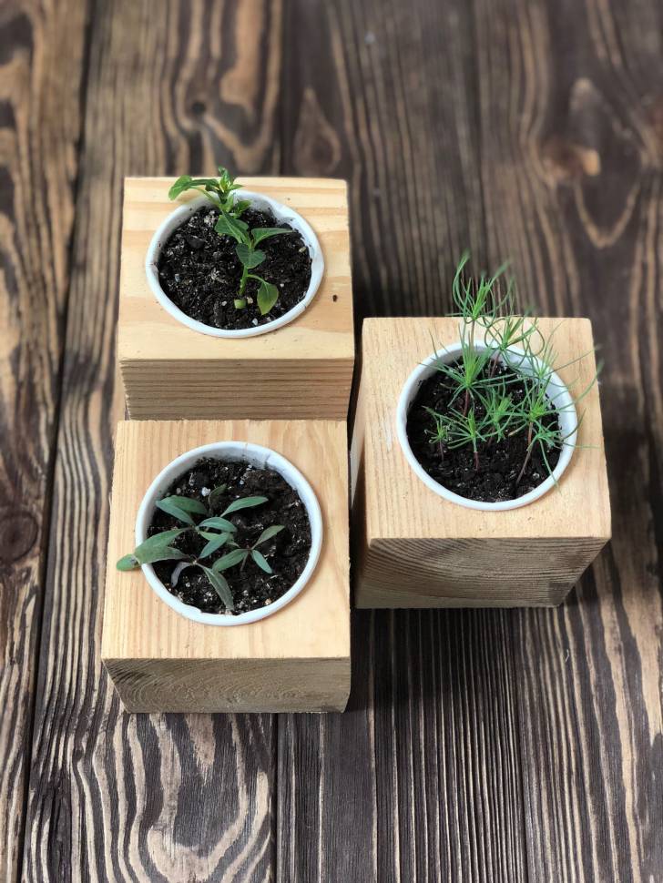 Набор для выращивания Live Cube Мимоза Стыдливая