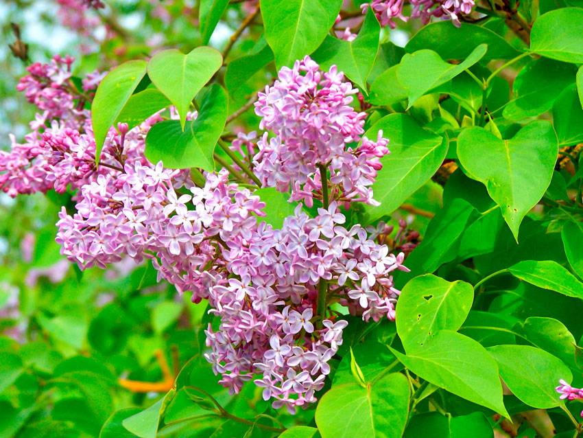 Екокуб Бузок