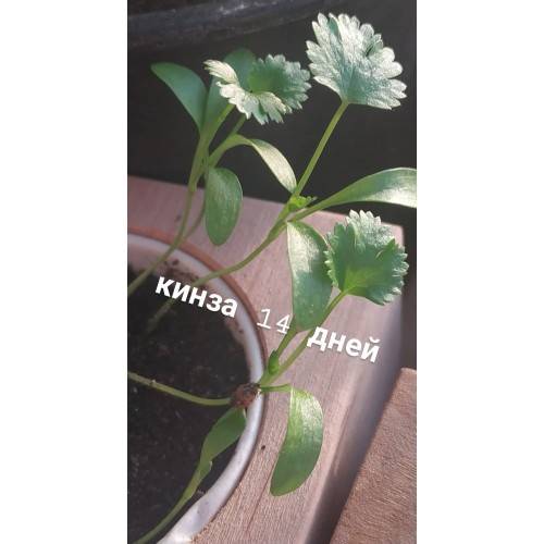 Экокуб Кинза