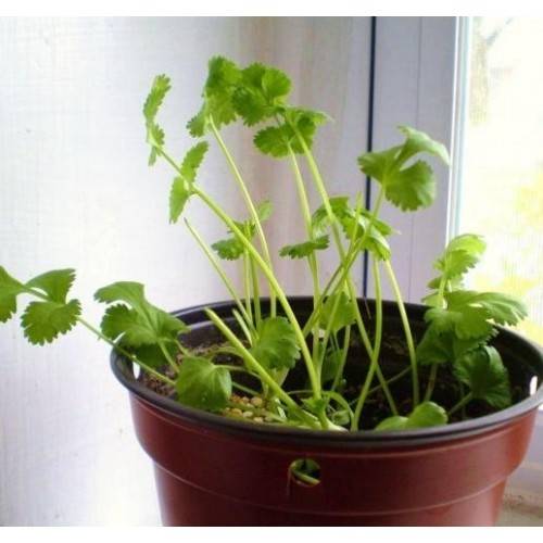 Экокуб Кинза