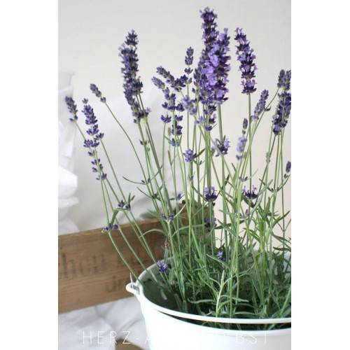 Екокуб Лаванда