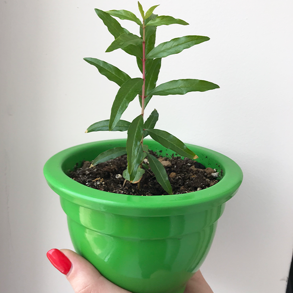 Экокуб Гранат