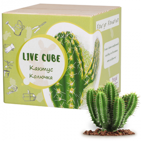 Набор для выращивания Live Cube Кактус