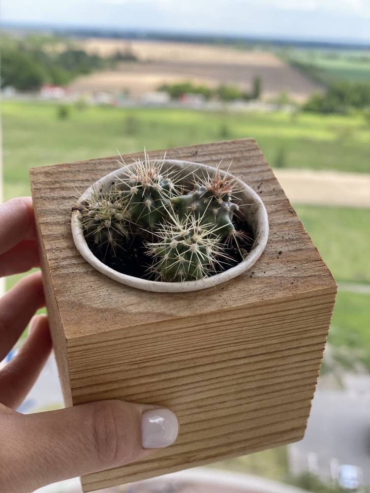 Набор для выращивания Live Cube Кактус