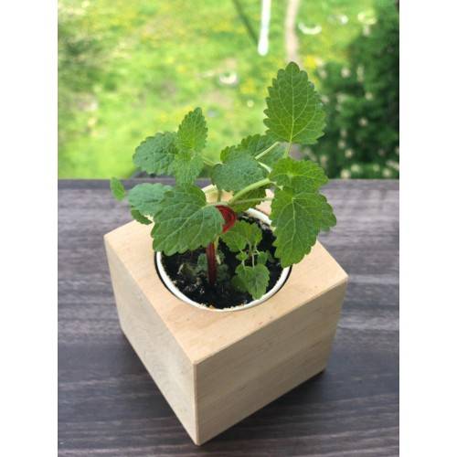 Екокуб Мелісса