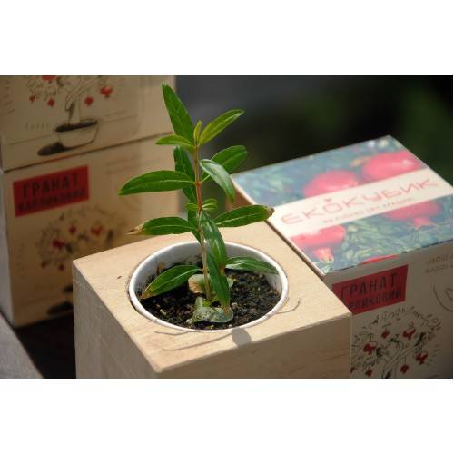 Екокуб Перчик