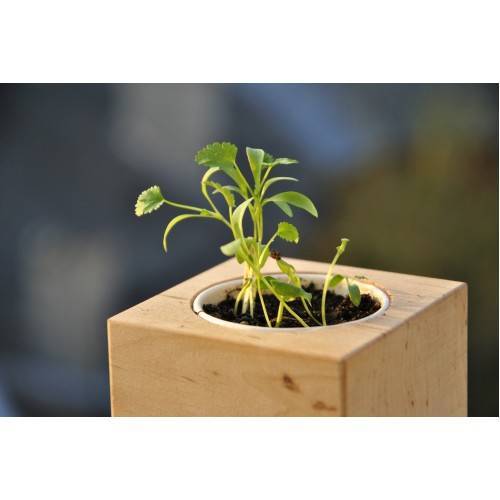 Екокуб для вирощування Кінзи Екокуб для вирощування Кінзи