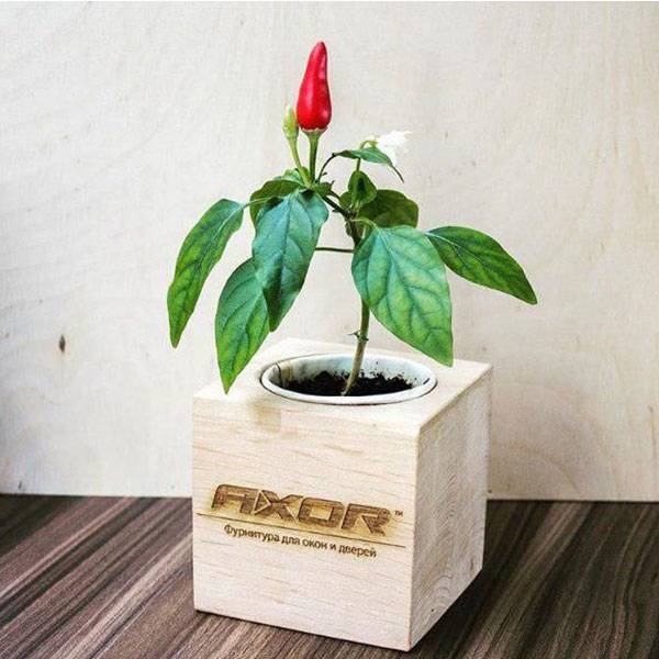 Екокуб для вирощування Блакитний Їли Екокуб для вирощування Блакитний Їли