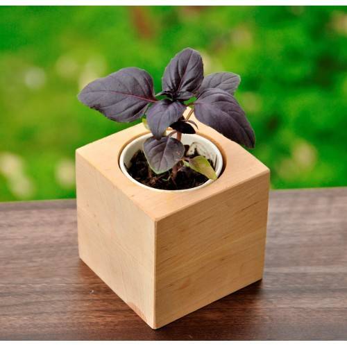 Екокуб для вирощування Базиліка Екокуб для вирощування Базиліка