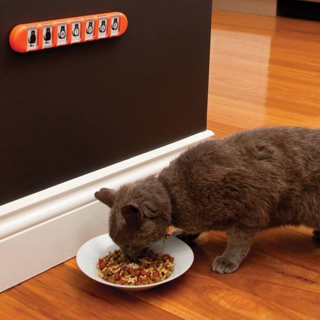 Ежедневный напоминатель Dreamfarm Membo оранжевый