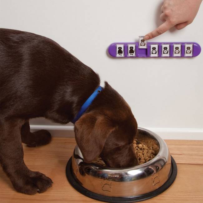 Щоденний напомінатель Dreamfarm Membo фіолетовий