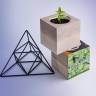 Набір для вирощування Flora Cube Мелісса