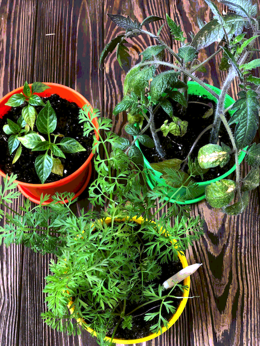 Набор растущих карандашей Live Cube 6 шт