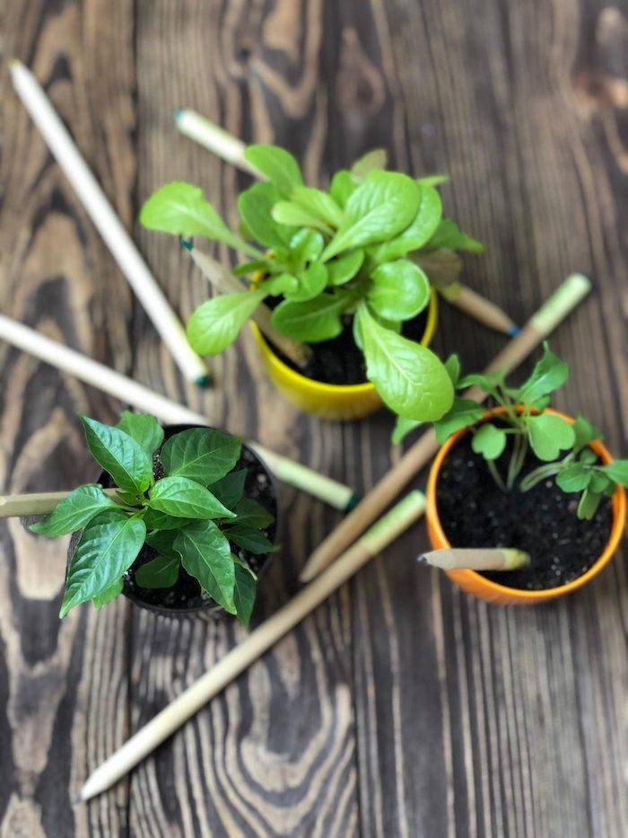 Набор растущих карандашей Live Cube 6 шт