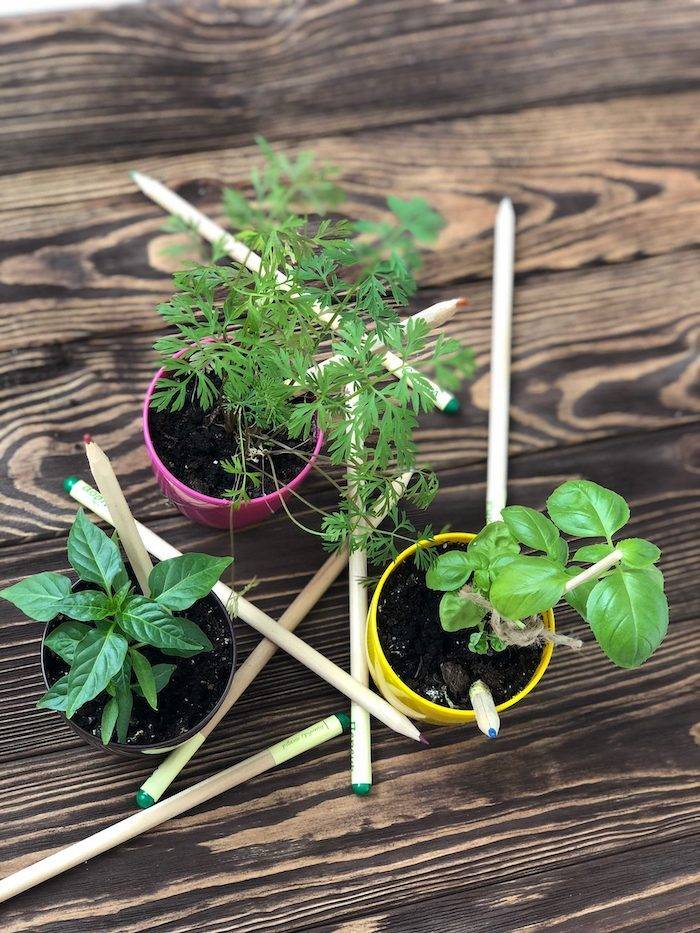 Набор растущих карандашей Live Cube 6 шт