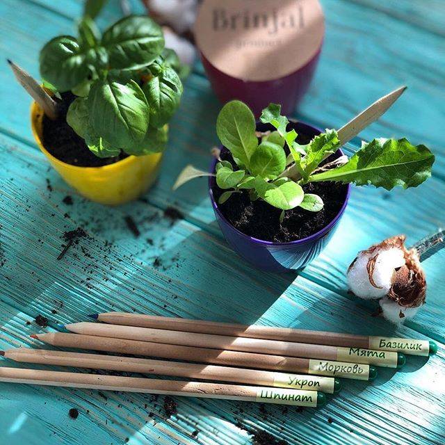 Набор растущих карандашей Live Cube 12 шт